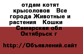 отдам котят крысоловов - Все города Животные и растения » Кошки   . Самарская обл.,Октябрьск г.